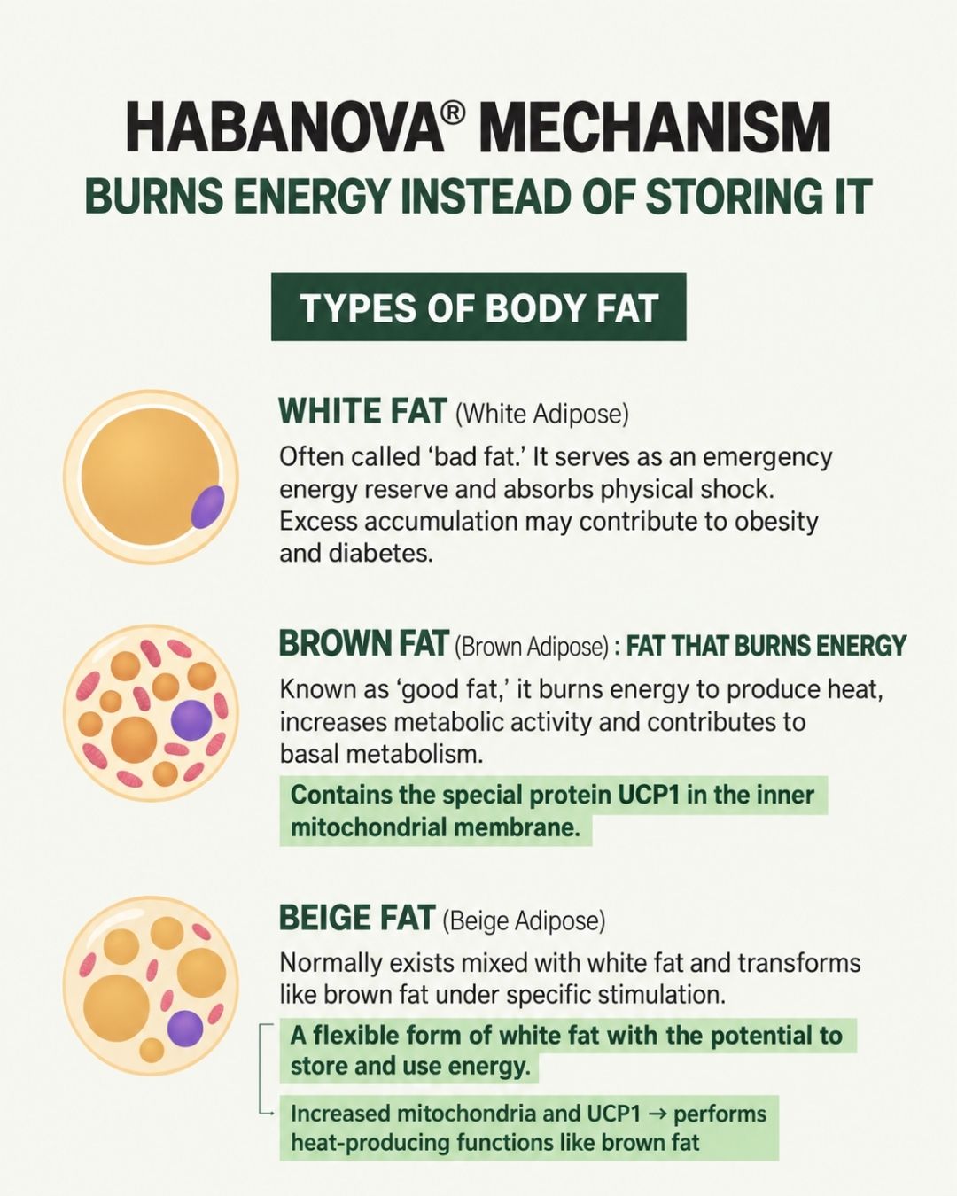 [Online Exclusive] Lavien Perfect Habanova Hot Burning Balance